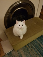 White cats - can I please see yours
