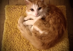 Let’s share photos of our beloved pets!!