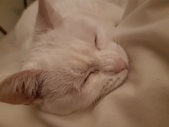 Show your cat photos