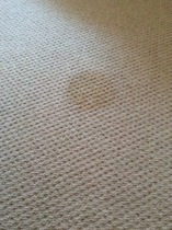 Dog stains on carpet