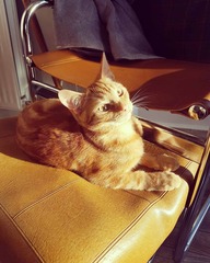 Show your cat photos