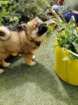 The Practicalities of a Puppy