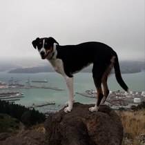 Show Us Your Pets!