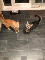 Cat Rescue - Bury