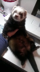 Show Us Your Pets!