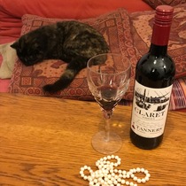 Happy Gotcha Day, Ashycat