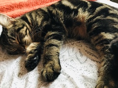Let’s share photos of our beloved pets!!
