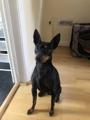 Whose dog is the cutest?
