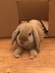 Let’s share photos of our beloved pets!!