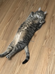 Show Us Your Pets!
