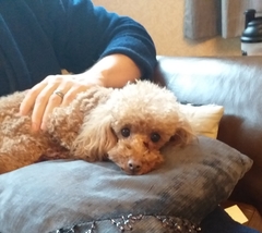 Poodle then