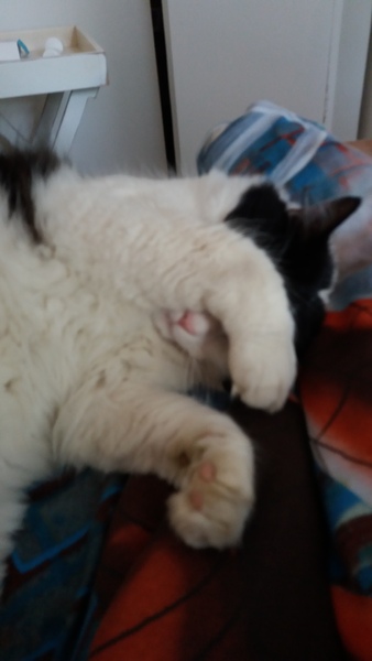 Positive thinking, silliness, cat, horse, dog, music, art what ever photos etc.