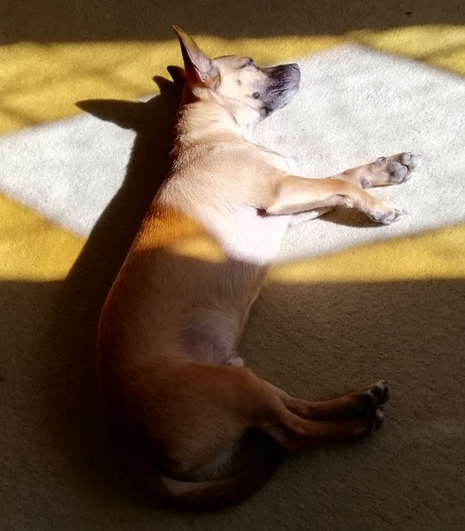 The 'Positive Mental Health' Corona virus thread Part II