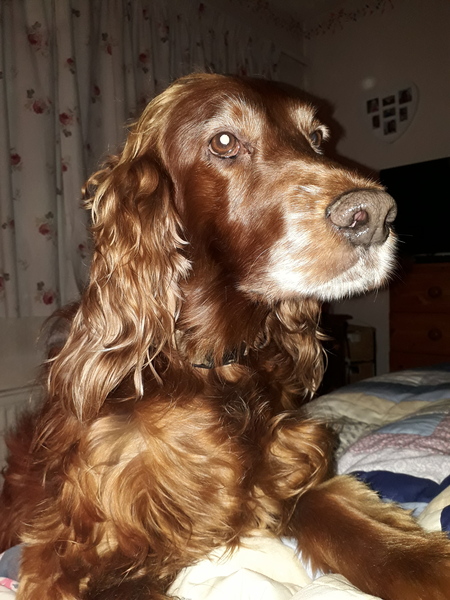 Please could you all post photos of your cats and dogs?