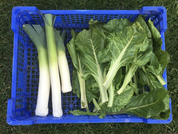 Allotment/Veg Patch Thread 15 - will winter ever end?