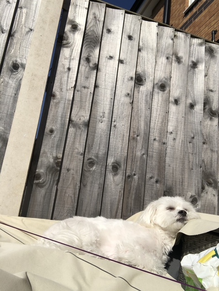 Please could you all post photos of your cats and dogs?