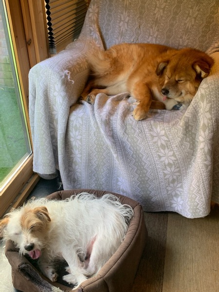 Photos of your dogs to cheer us all up!