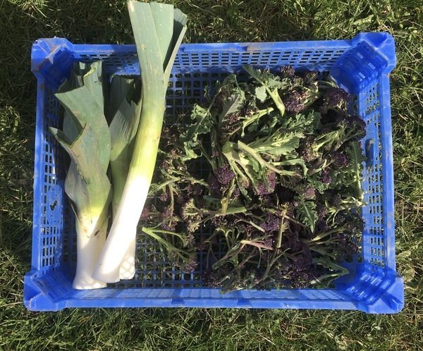 Allotment/Veg Patch Thread 15 - will winter ever end?
