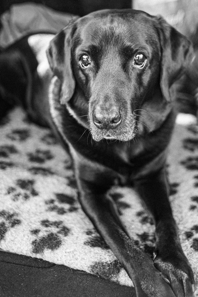 To want to show you my beautiful doggo