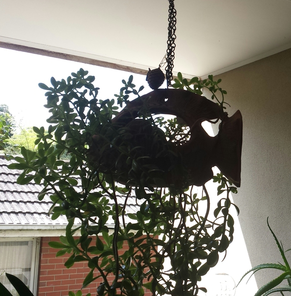 You shouldn't grow succulents out of a fish bum.  Definitely lighthearted
