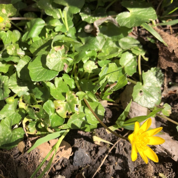 Plant identification!