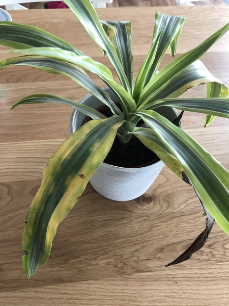 Thread for really fucking ugly houseplants
