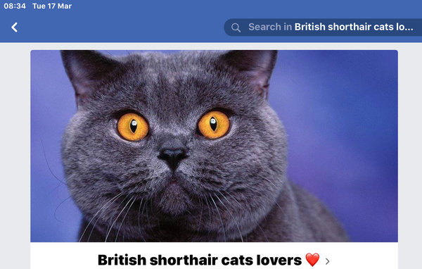 What to do with cat?