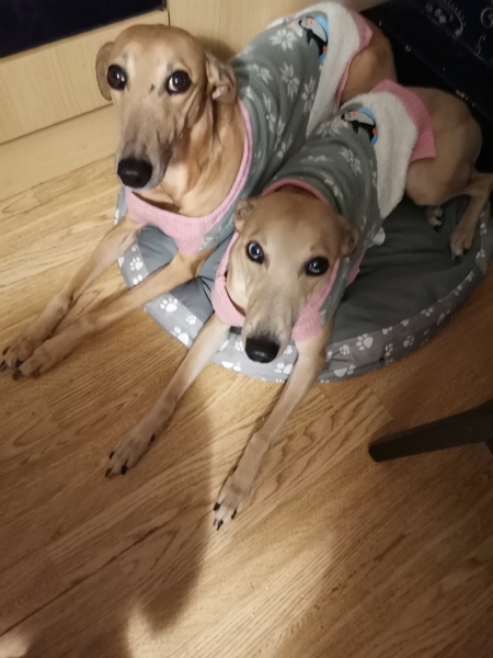Crufts but Mutt Awards 🥰
