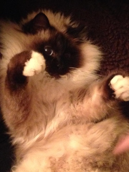 Please could you all post photos of your cats and dogs?