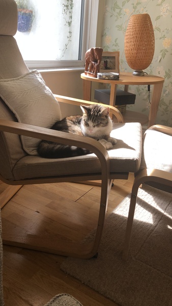 Please could you all post photos of your cats and dogs?