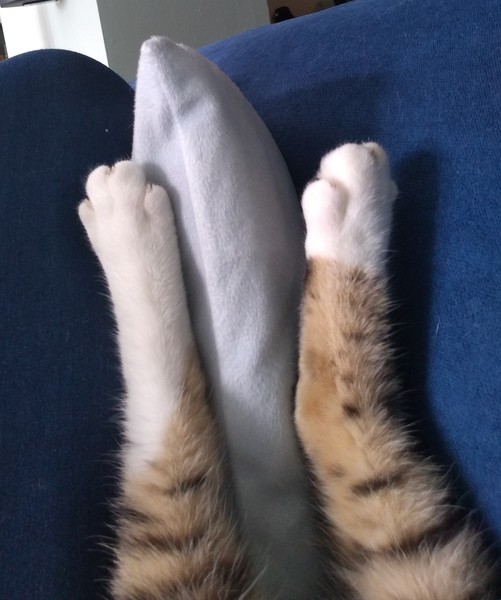 Cat chat - The Ollie and Paws show, with extra Little K drama