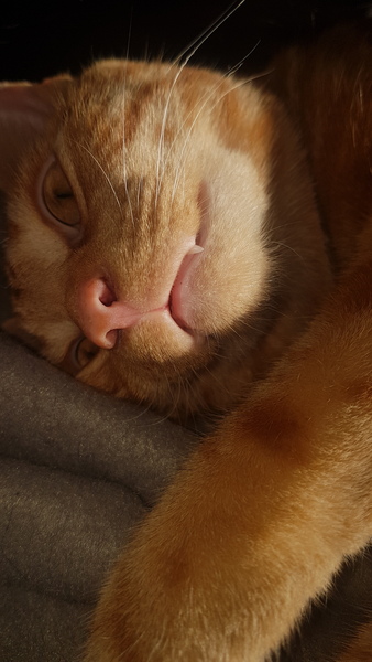 Cats teeth