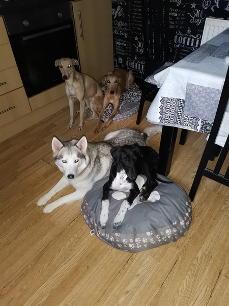Photos of your dogs to cheer us all up!