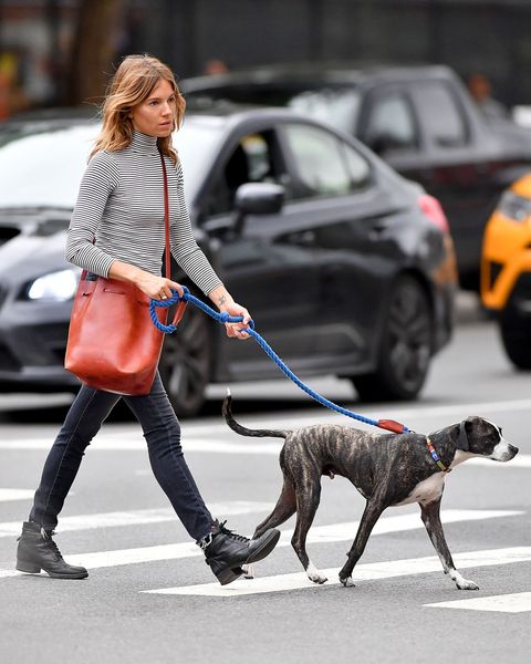 Can anyone id this dog breed?