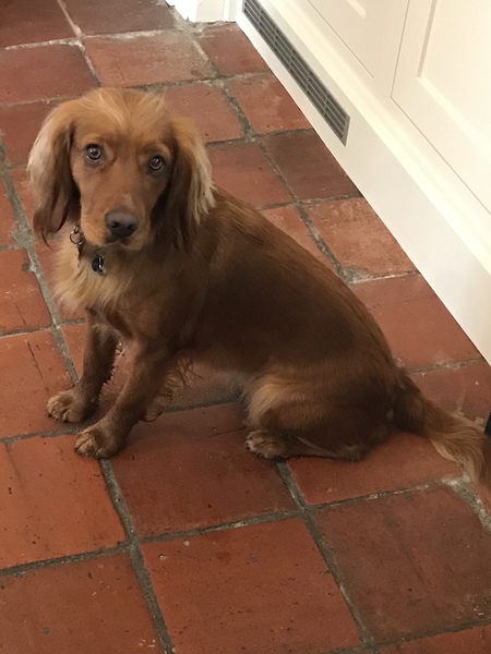 Photos of your dogs to cheer us all up!