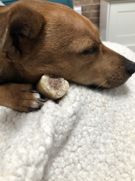 Please could you all post photos of your cats and dogs?