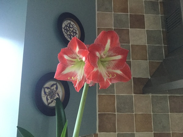 Show me your favourite thing in your house