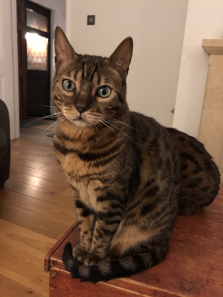 The 'Positive Mental Health' Corona virus thread Part II