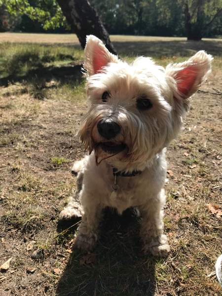 To want to show you my beautiful doggo