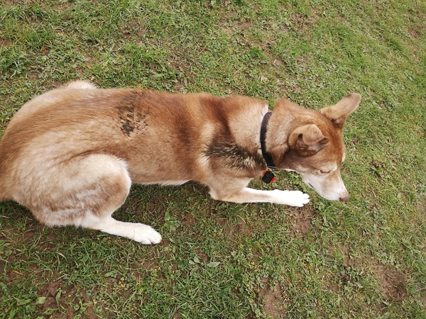 Photos of your dogs to cheer us all up!