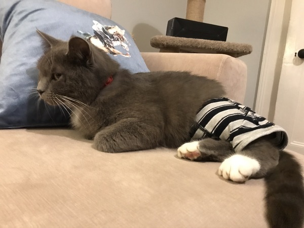 Cat keeps getting beaten up
