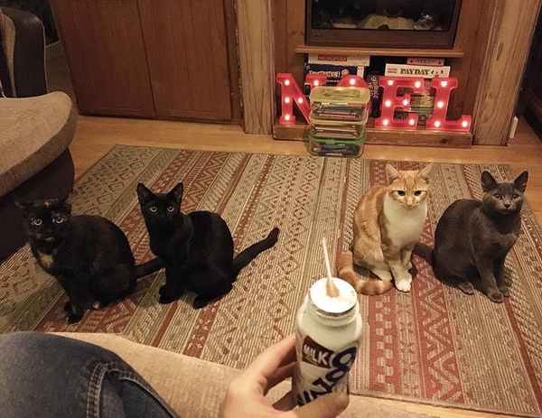 What is your cat called?