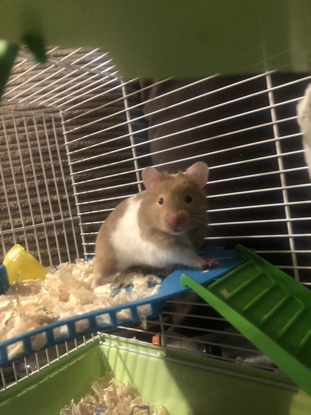 New hamster