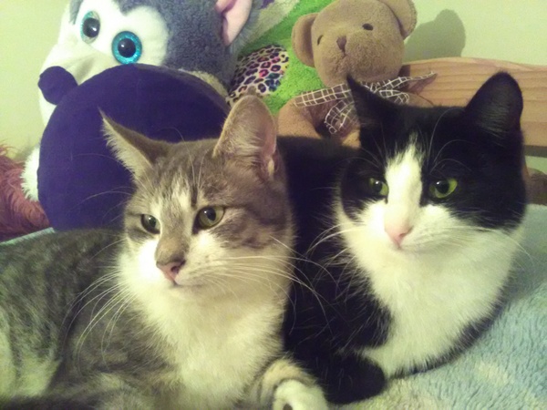 Spoilt cats