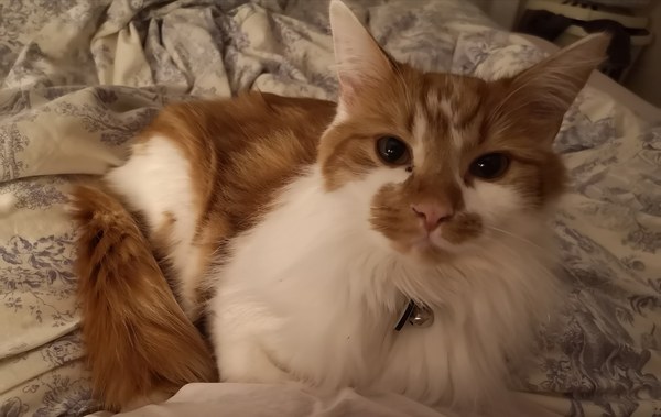 What is your cat called?