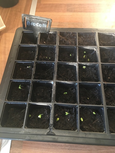 Allotment/Veg Patch Thread 15 - will winter ever end?