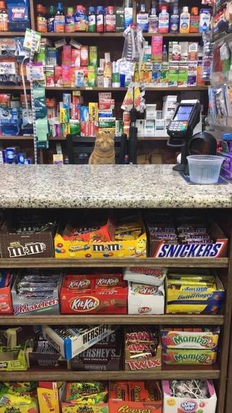 Westminstenders: Events...