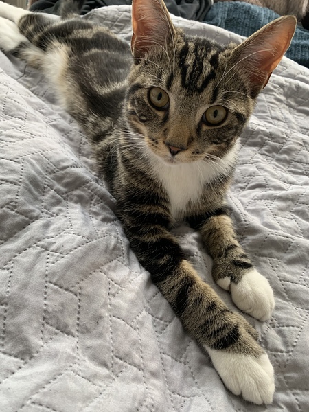 What's your Cats name?