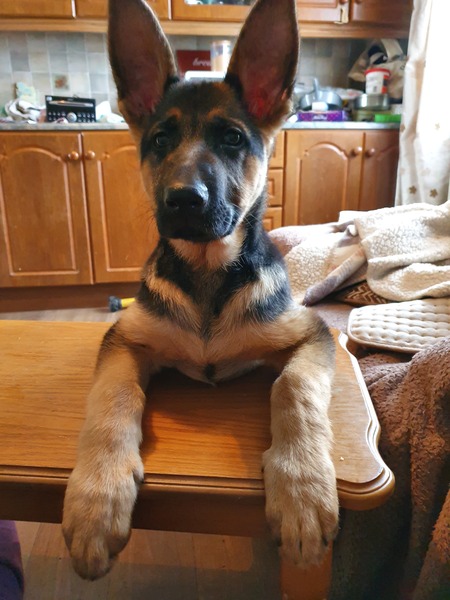 Please could you all post photos of your cats and dogs?