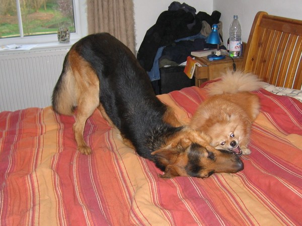 Stalking other dogs
